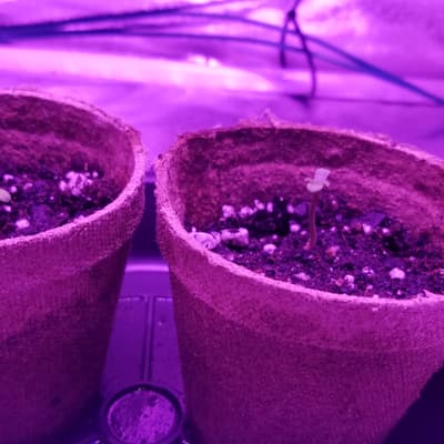 Late-veg, January 2020