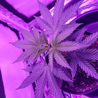 Mid-flower, February 2020
