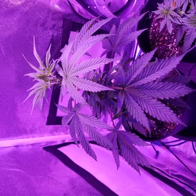 Late season, March 2020